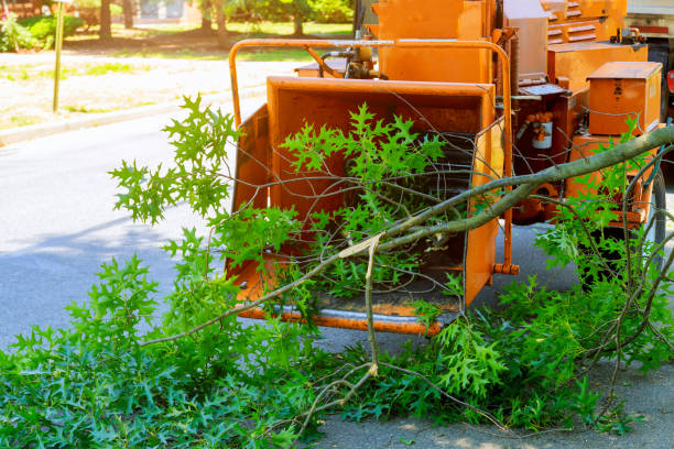 Best Large Tree Removal  in Avondale, PA